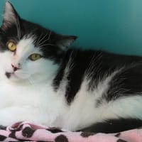 PERLE, chatte à adopter