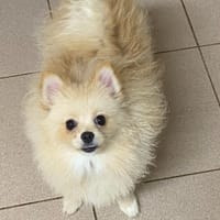 Roxy, chienne à adopter