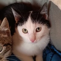 Eren, chat à adopter