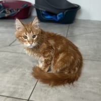 Arkyn (Réservé), chat à adopter