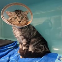 gaston, chat à adopter