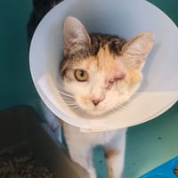 PIPOUNE, chatte à adopter