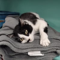 SOLICE PAB28463, chatte à adopter