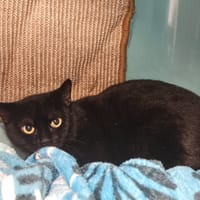 TRESOR, chatte à adopter