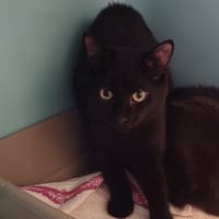 ANGE, chat à adopter
