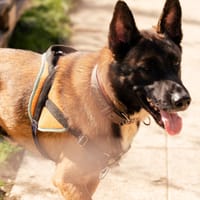 LAKI, chien à adopter