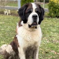 Major CAA14587, chien à adopter