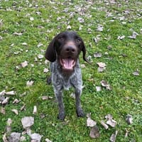 VOLT, chien à adopter