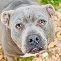 HIPPOPO, chienne à adopter