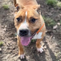 Ozone CAA14589, chien à adopter