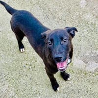 SPOCK, chien à adopter