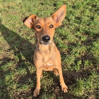 TRUFFE, chienne à adopter