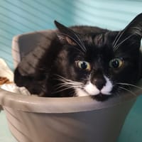 DINAR, chat à adopter