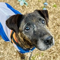 GINKO, chien à adopter