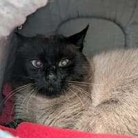 ULUWATU QCT, chat à adopter