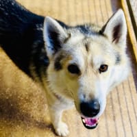 KYUBI, chien à adopter