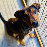 UHURA, chienne à adopter