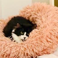 SAJA, chat à adopter