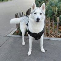 TAIKA PAA24058, chienne à adopter