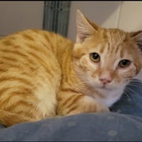 Pingu, chat à adopter