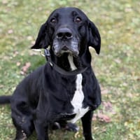 Narco CAA14588, chien à adopter