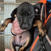 BOBBY, chien à adopter