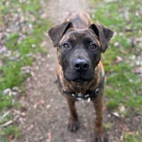 YAYOU OAA19918, chien à adopter