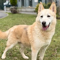 Rocky CAA14590, chien à adopter