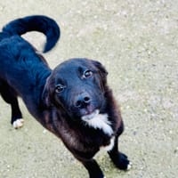 KIRK, chien à adopter