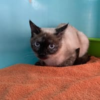 ELISE, chatte à adopter