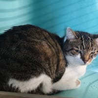 ROMEO, chat à adopter