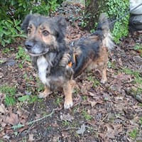 marvel, chienne à adopter