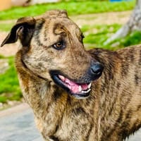 EGLANTINE, chienne à adopter