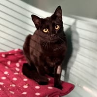 Fidney CAB5056, chatte à adopter