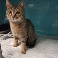 MIA, chatte à adopter