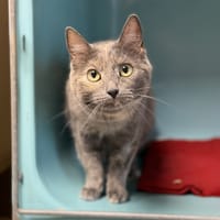 Cali CAB5083, chatte à adopter