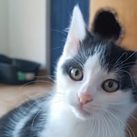 Hooky, chatte à adopter