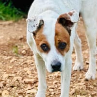 ARCHER, chien à adopter