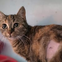 Ruby, chatte à adopter