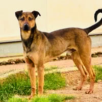 TUCKER, chien à adopter