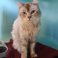 FATRAS, chatte à adopter