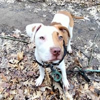 vanille paa24046, chienne à adopter