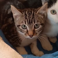 Mikasa, chatte à adopter