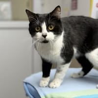 Ponpon CAB5087, chat à adopter