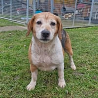 NINA, chienne à adopter