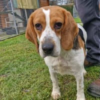 TANIA, chienne à adopter