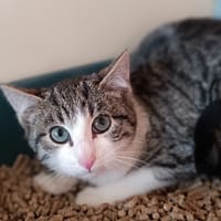 Armin, chat à adopter