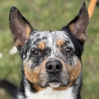 SAKO, chien à adopter