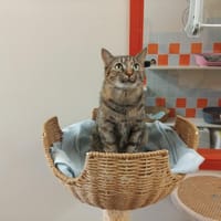 TRYXIE pab28378, chatte à adopter