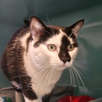 CRAPULE, chat à adopter